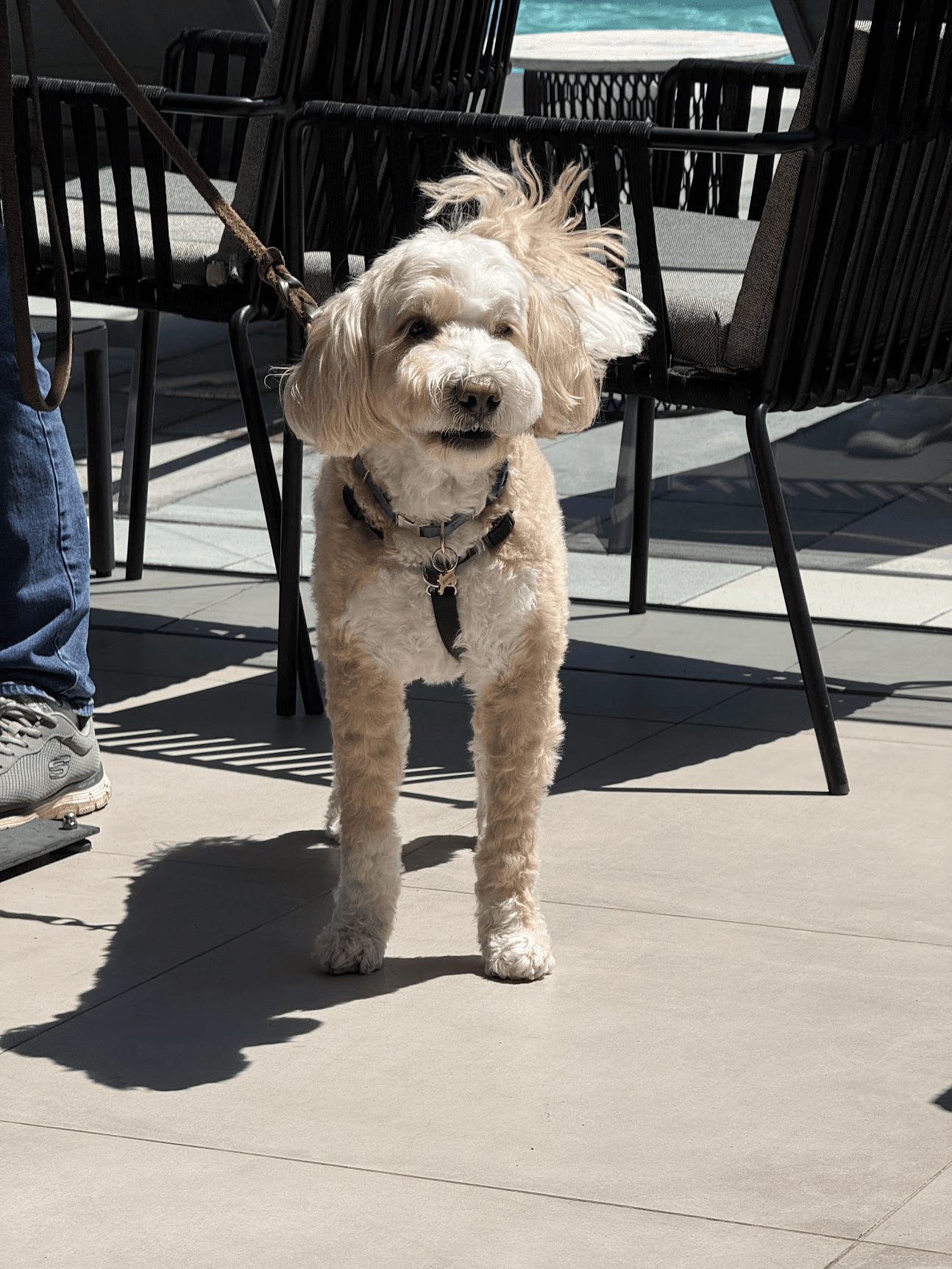 Original cream-colored dog on a sunlit patio